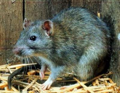 ¿Plaga de ratas en El Carpio?